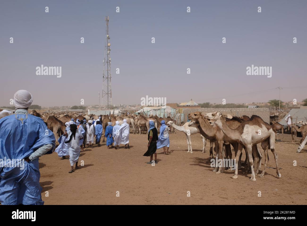 Hirten und Kamele auf dem Kamelmarkt außerhalb von Nouakchott Mauretania Stockfoto