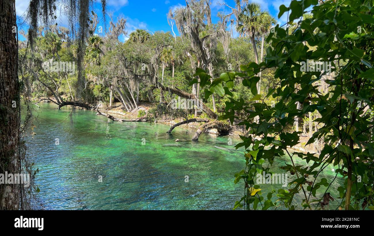 Orange City, FL USA - 4. Februar 2022: Die Seekuh an den Quellen im Blue Springs State Park in Orange City, Florida. Stockfoto