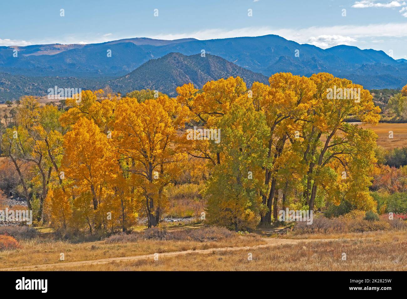 Cottonwood-Bäume in Herbstfarben Stockfoto