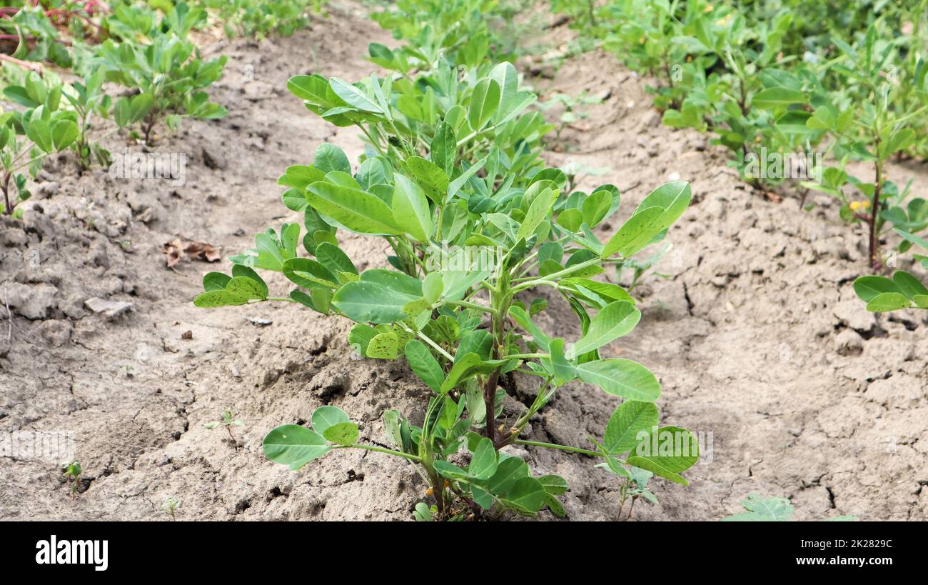 Im Gemüsegarten wachsen im Freiland Erdnussbüsche im Boden. Erdnussbaum auf landwirtschaftlichen Plantagen Stockfoto