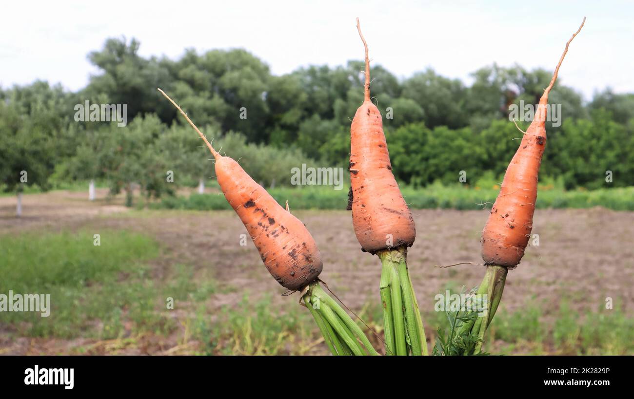 Frisch gegrabene Karotten mit Oberteilen im Hintergrund eines Gemüsegartens an einem sonnigen Tag im Freien. Große ungewaschene Karotten im Nahbereich. Ernte einer neuen Gemüsepflanze auf dem Land. Stockfoto