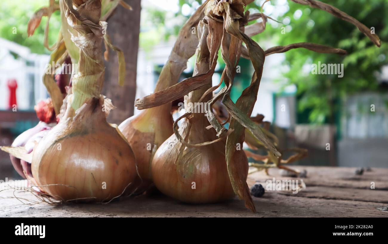 Frische große gelbe Zwiebeln auf einem sehr alten Eichenholzbrett im Freien. Mehrjähriges Kraut der Zwiebelfamilie, eine weit verbreitete Gemüsepflanze. Stockfoto