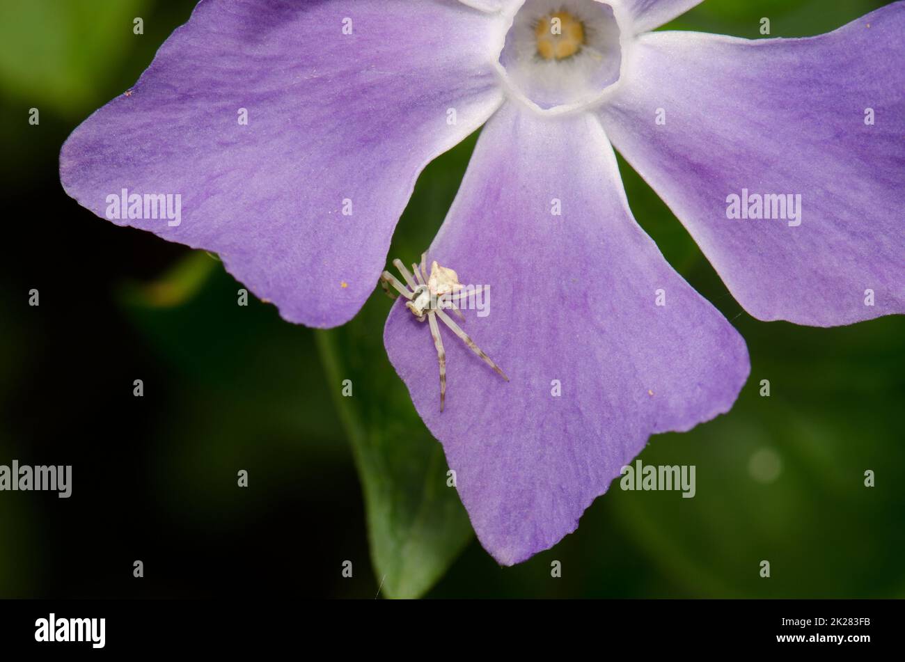 Krabbenspinne auf einem Blütenblatt von Bigleaf Periwinkle. Stockfoto