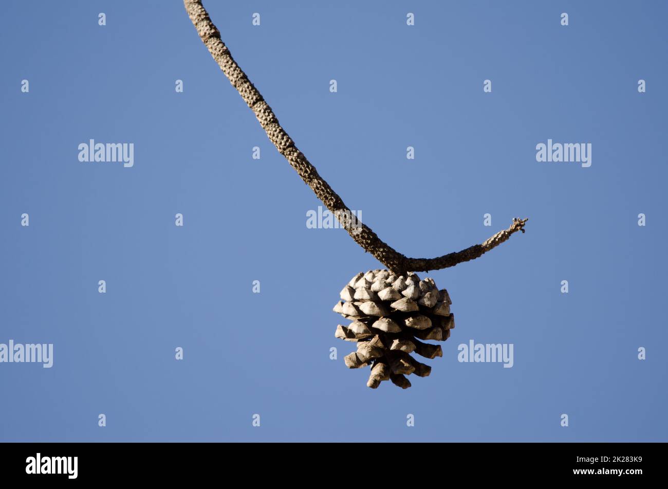 Ast und weiblicher Kegel der Kiefer der Kanarischen Inseln. Stockfoto