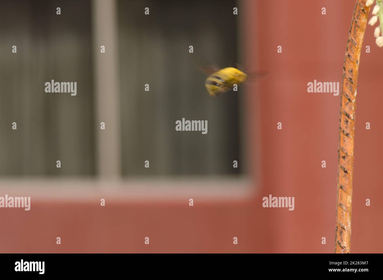 Männliche Tischlerbiene im Flug. Stockfoto