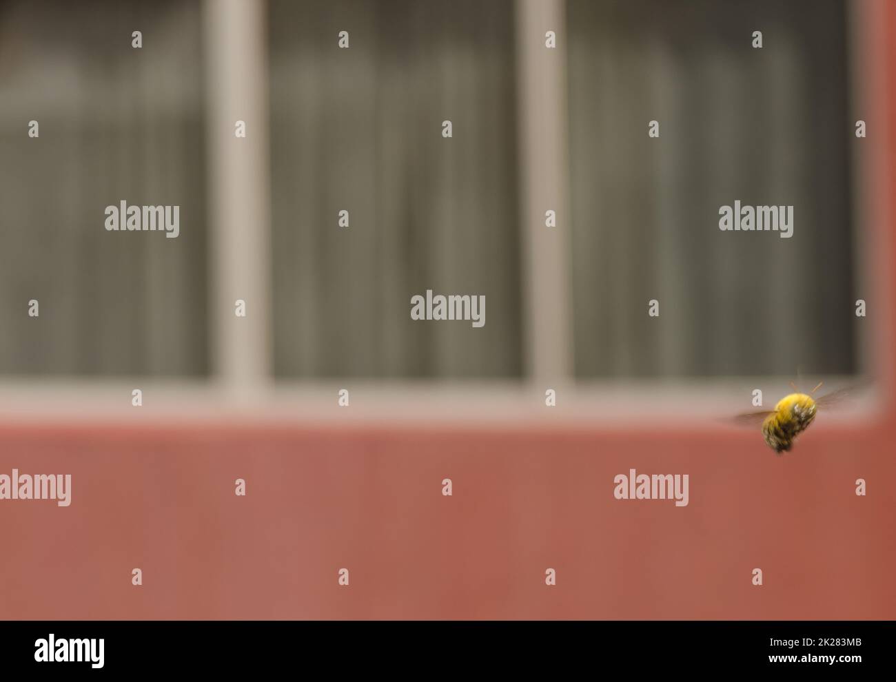 Männliche Tischlerbiene im Flug. Stockfoto