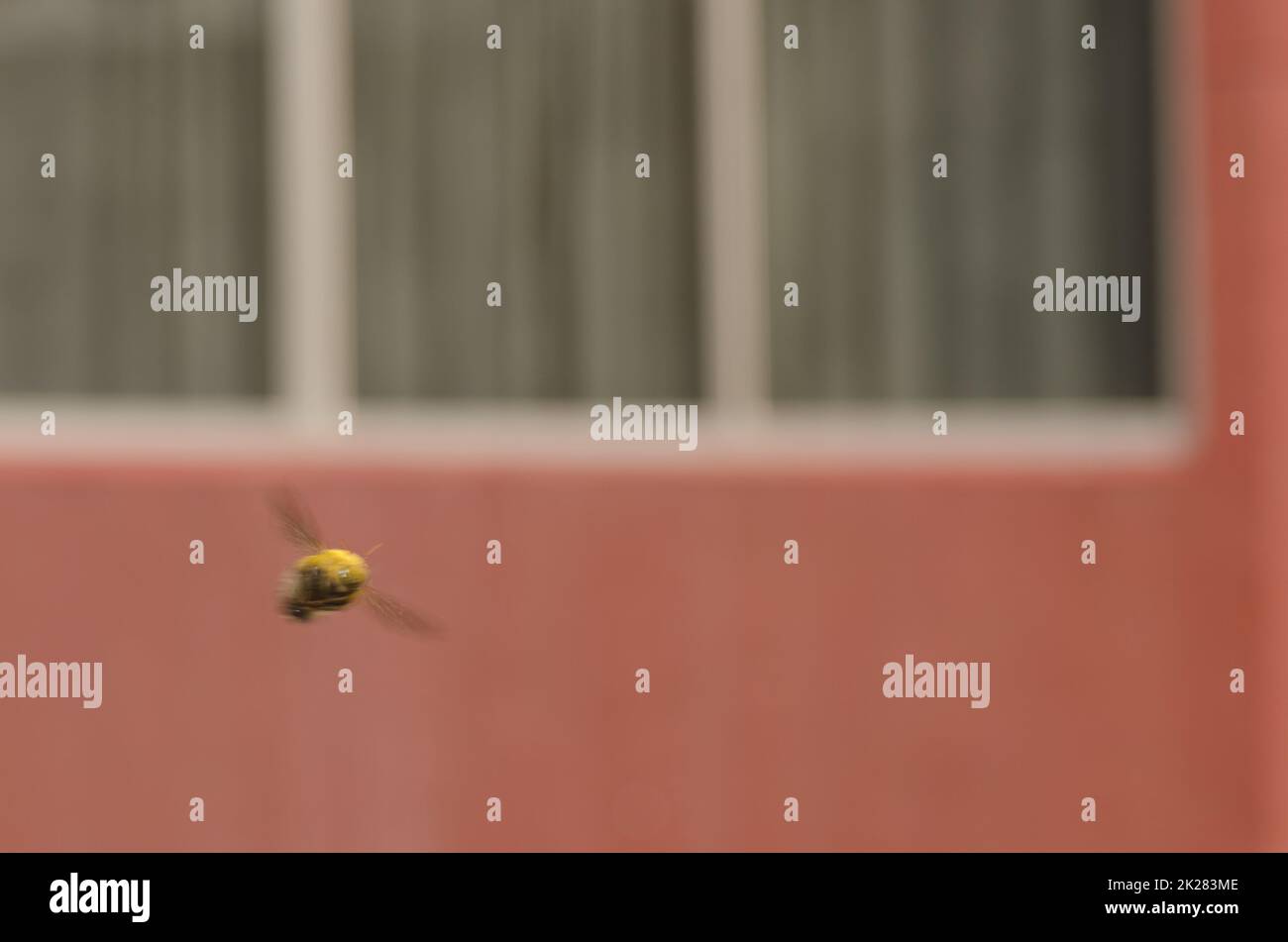 Männliche Tischlerbiene im Flug. Stockfoto