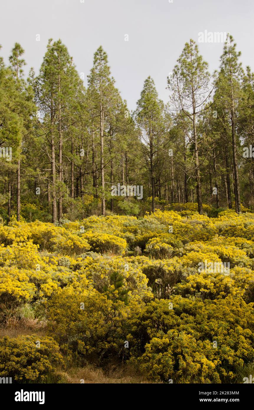 Der Wald der Kanarischen Kiefer und die Unterwucherung der Teline microphylla in Blüten. Stockfoto