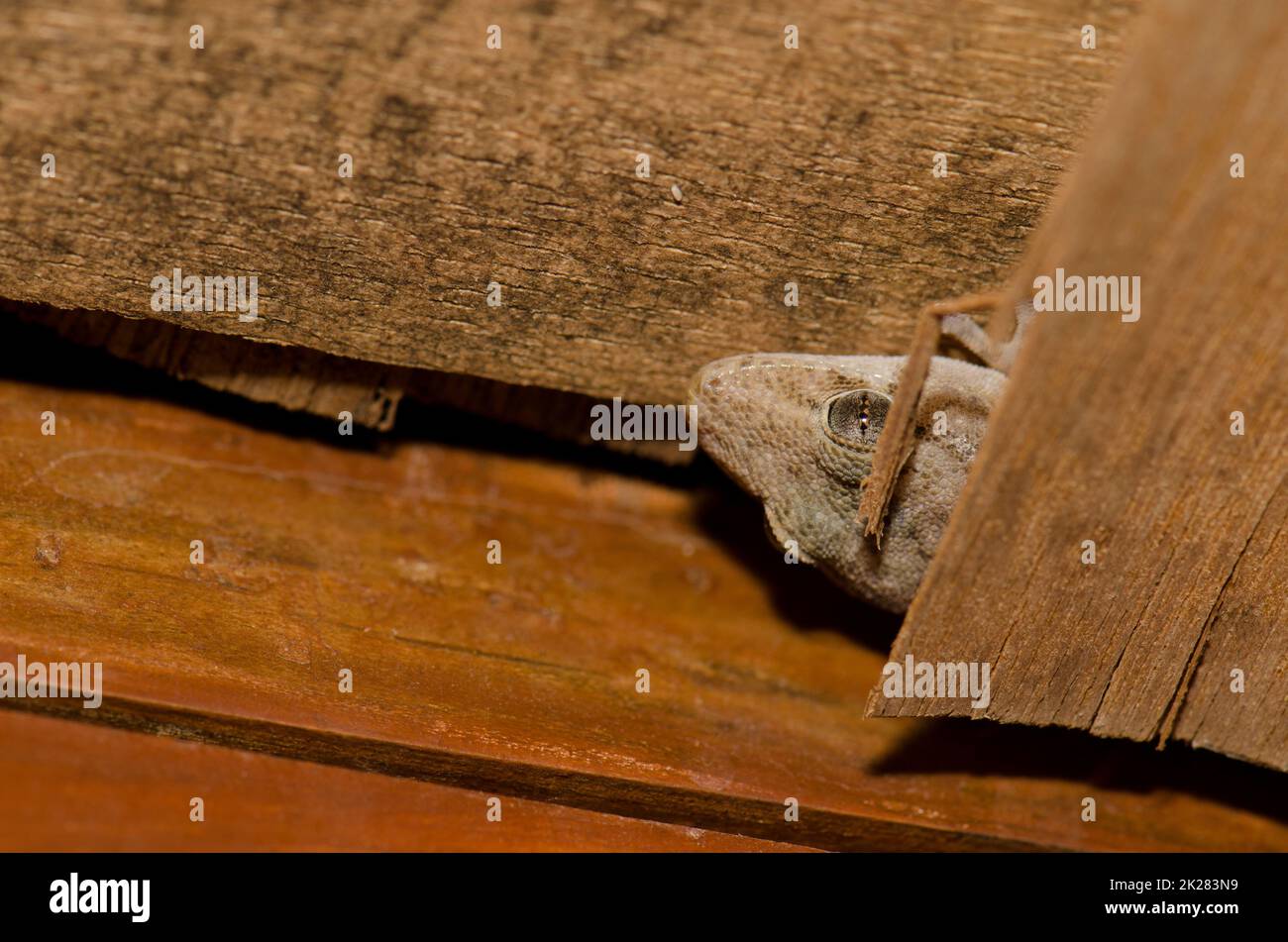 Boettgers Wandgecko, der sich unter den Dachhölzern eines Hauses versteckt. Stockfoto