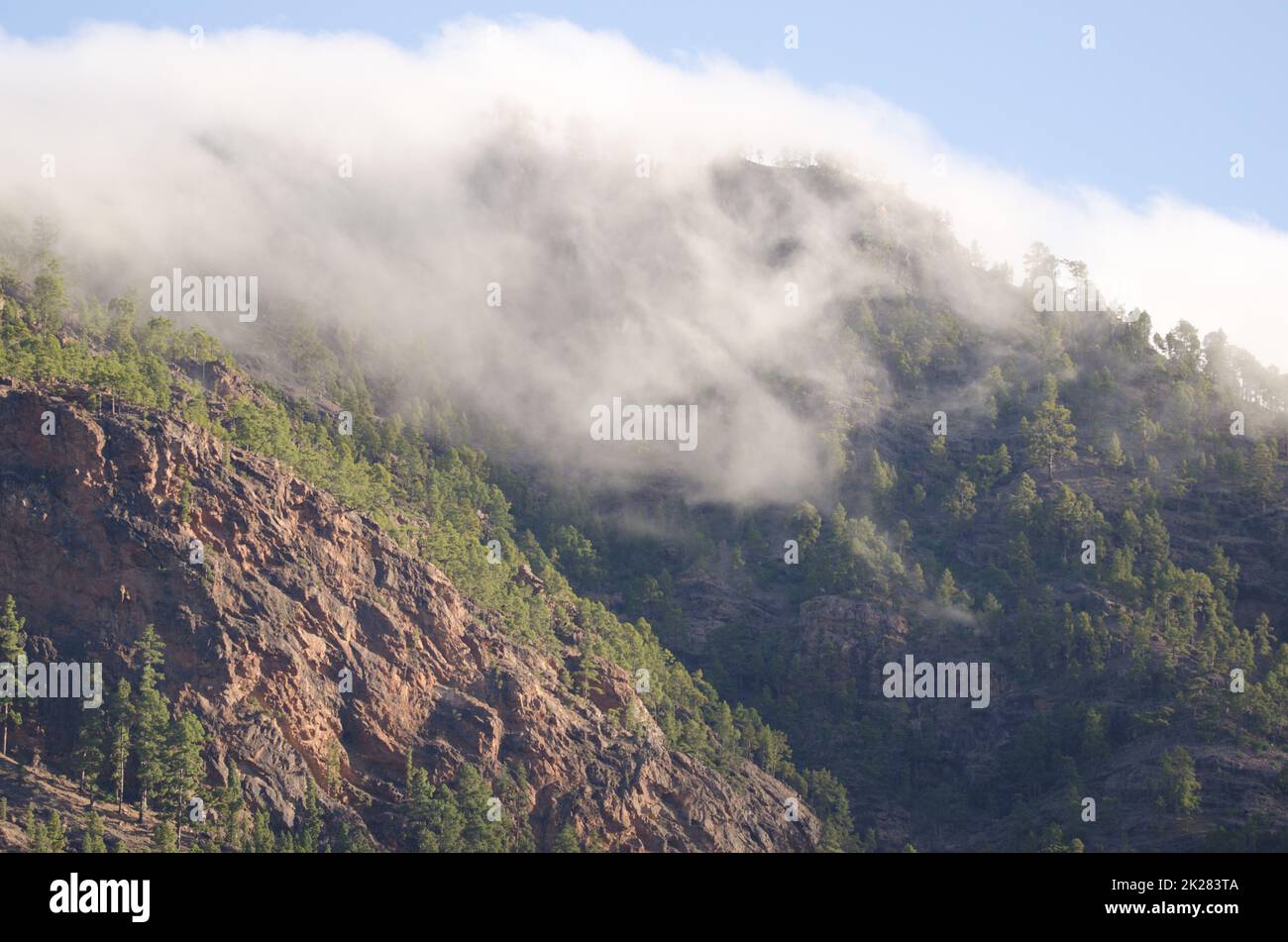 Wolken bedecken einen Wald von Kiefern der Kanarischen Inseln. Stockfoto