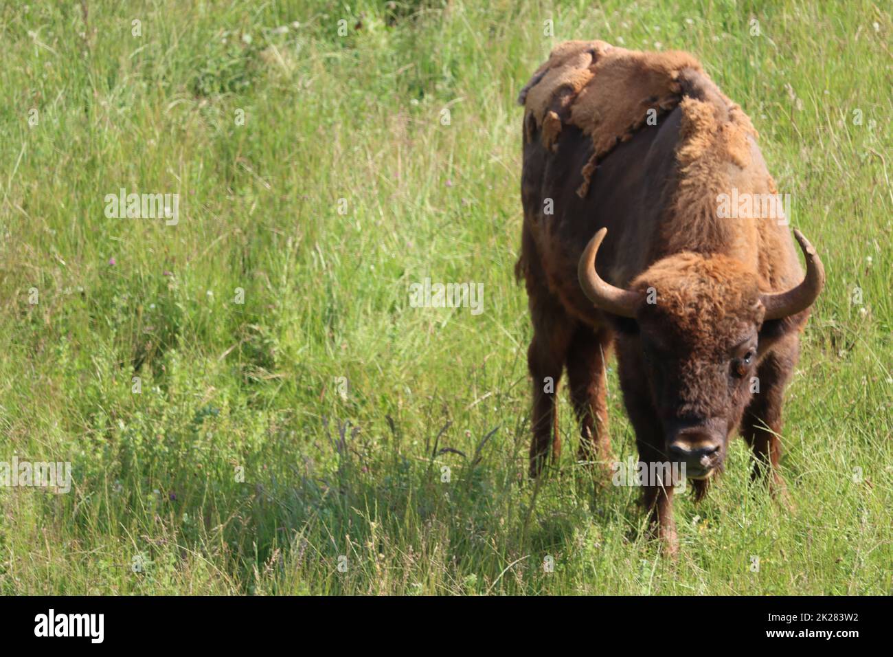 Schöne große Bisons gefährliche Hörner pflanzenfressenden Zoo Safari Tier Stockfoto