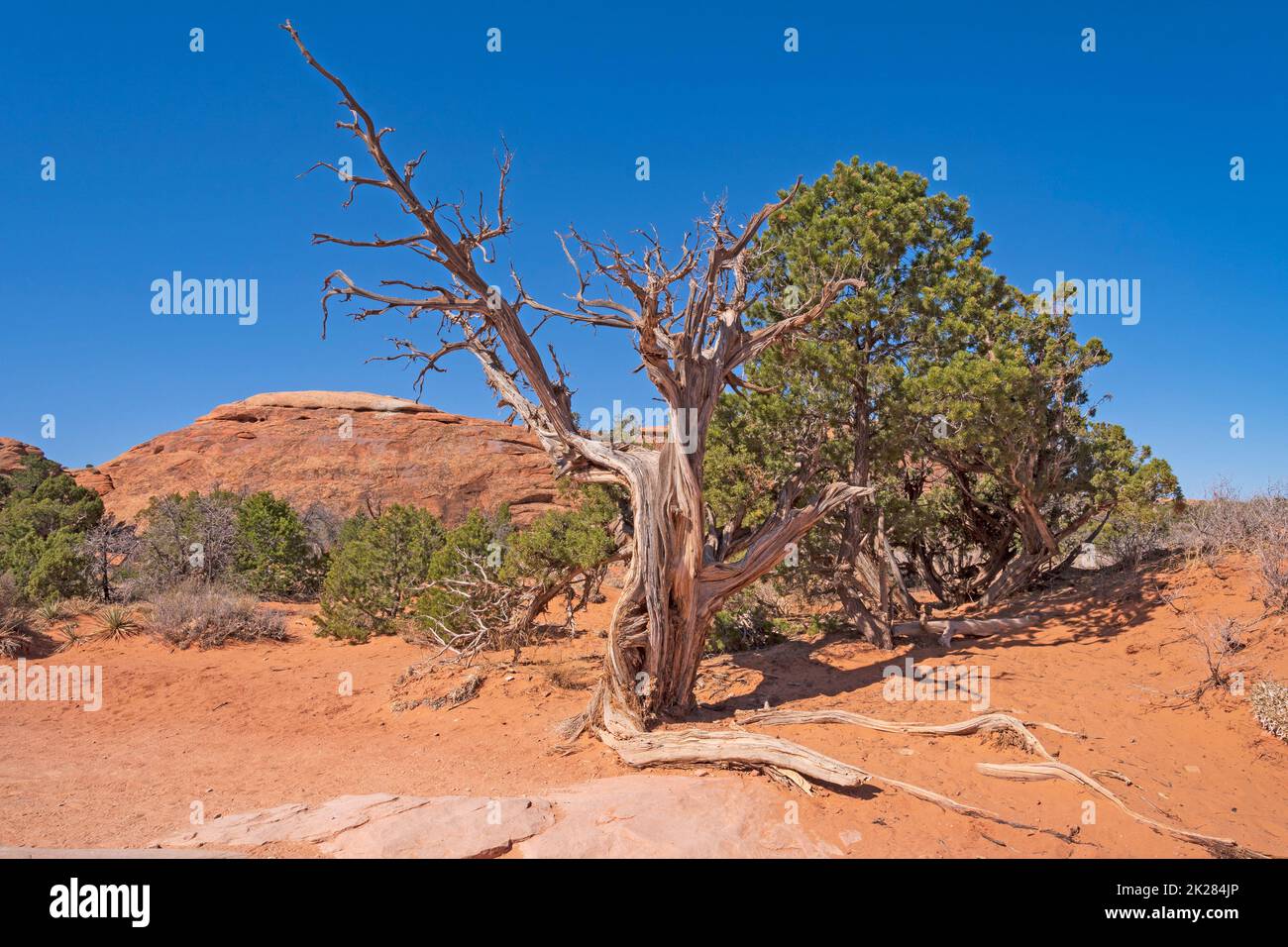 Wüstenleben und Tod Stockfoto
