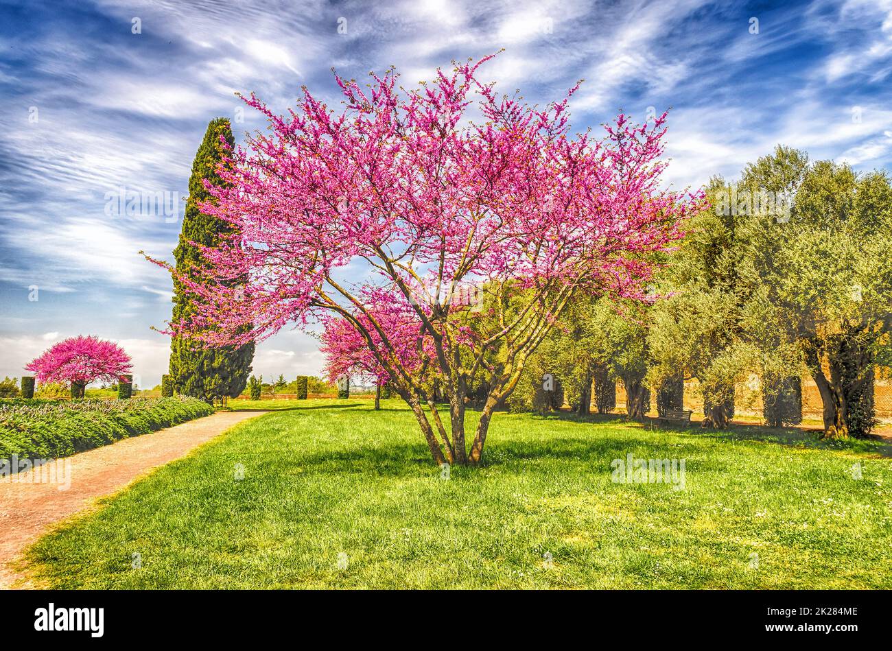 Wunderschöner Garten mit blühenden Kirschbäumen, Zypressen und Olivenbäumen Stockfoto