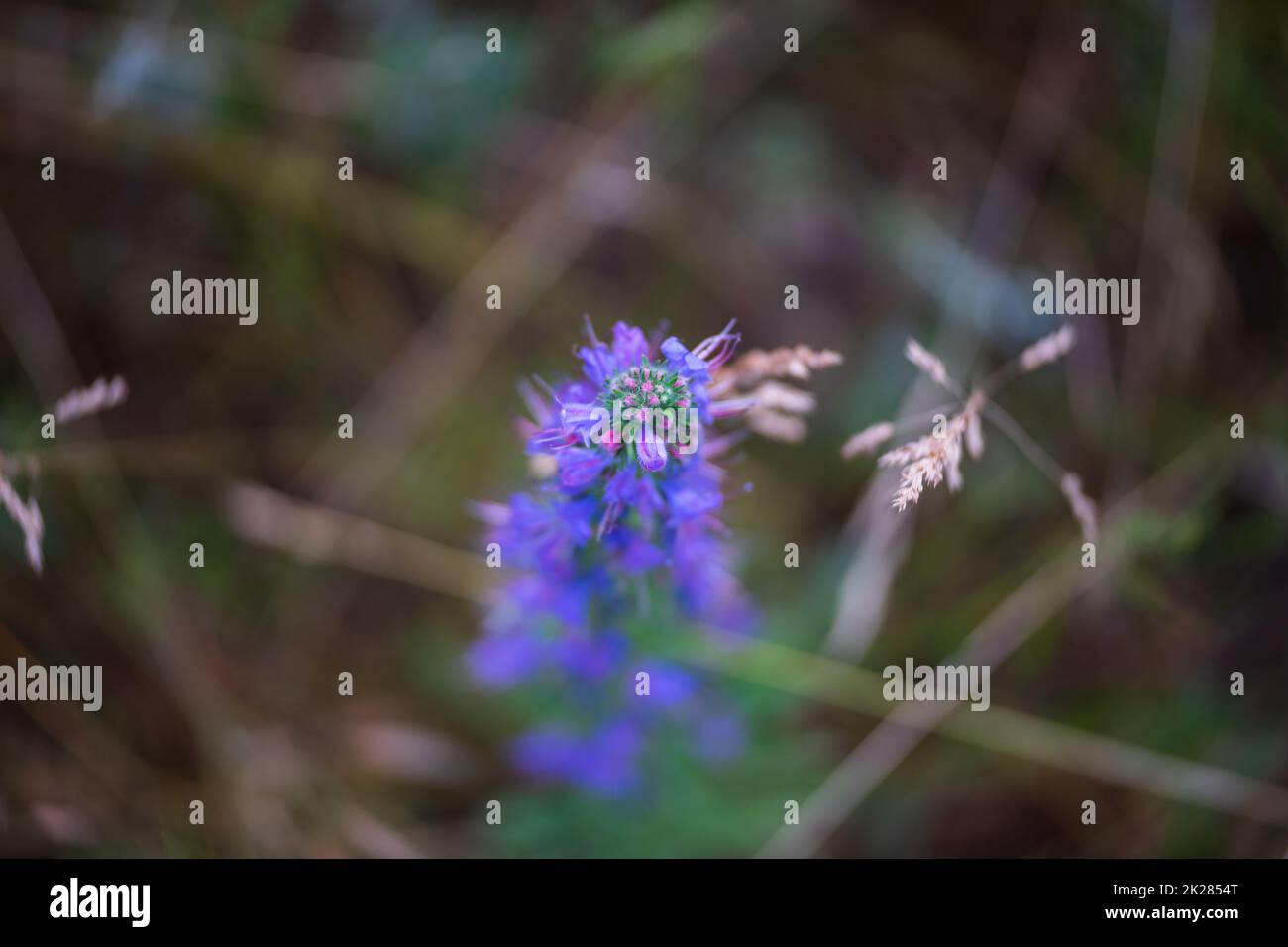 Blühende Echium vulgare auf dem Feld. Nahaufnahme. Geringe Schärfentiefe. Wirbelnder Hintergrund (Bokeh). Fokus in der Mitte. Stockfoto