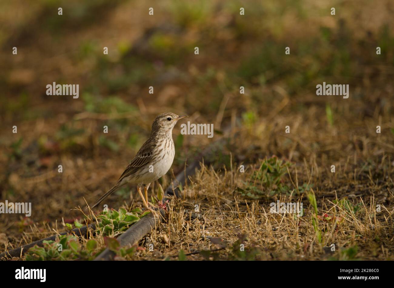 Berthelot's Pipit Anthus berthelotii auf einem Rohr. Stockfoto