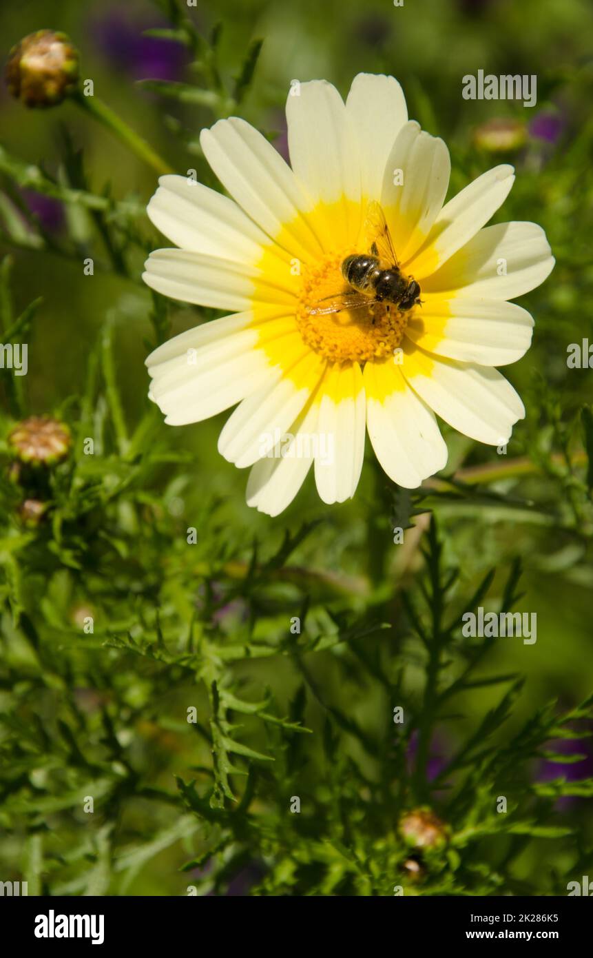 Biene auf einer Blume aus Girlande-Chrysanthemen. Stockfoto