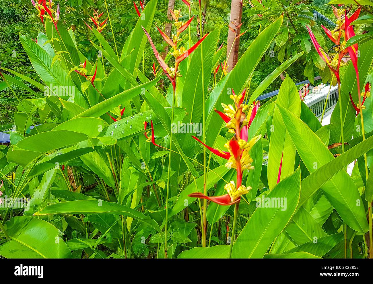 Wunderschöne rote gelbe Heliconia Blume Tropenwald Koh Samui Thailand. Stockfoto