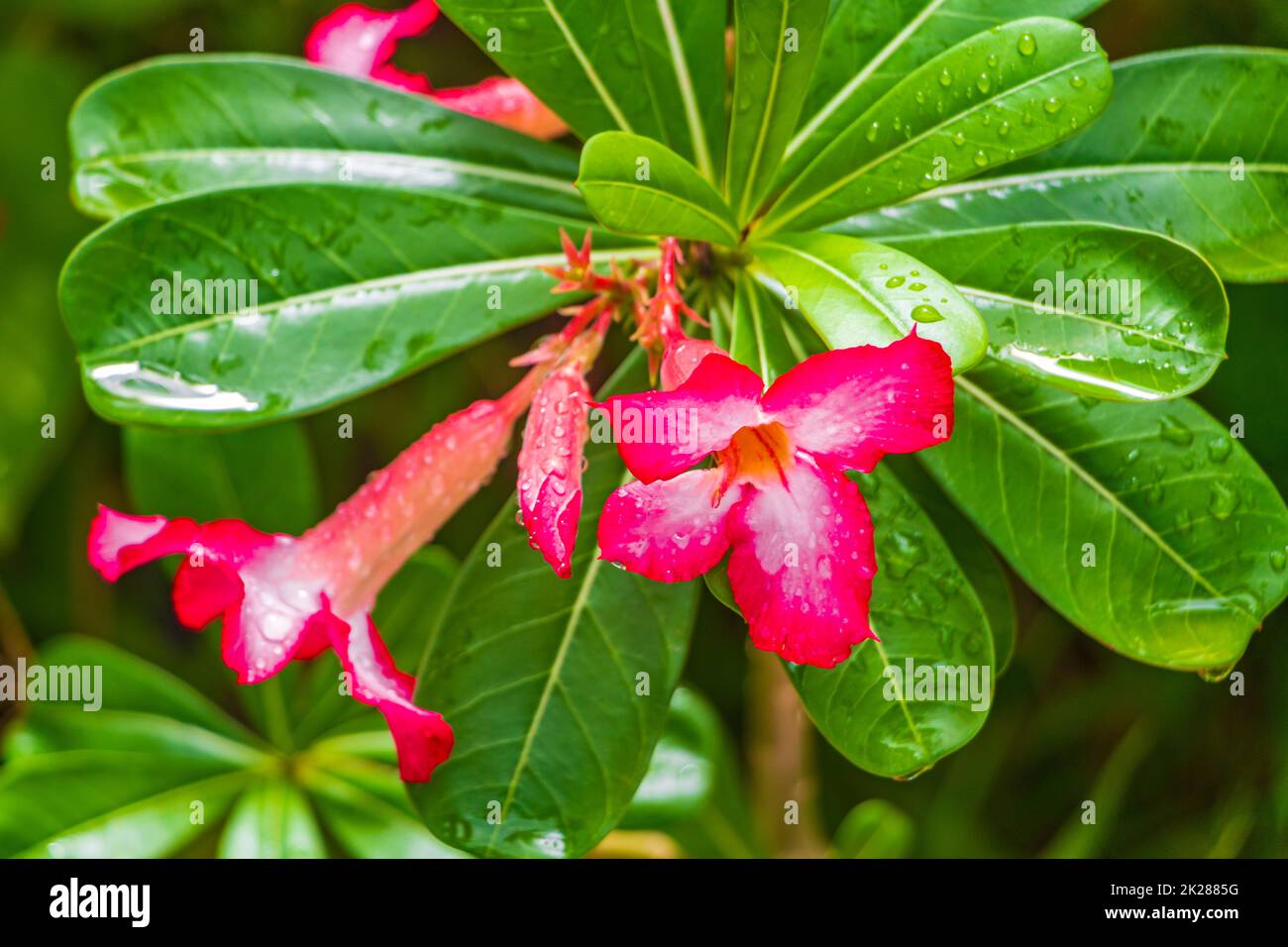 Wunderschöne rote gelbpinke Blumen Tropenwald Koh Samui Thailand. Stockfoto