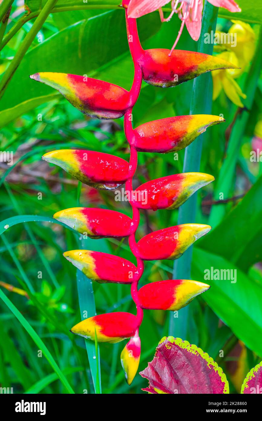 Wunderschöne rote gelbe Heliconia Blume Tropenwald Koh Samui Thailand. Stockfoto