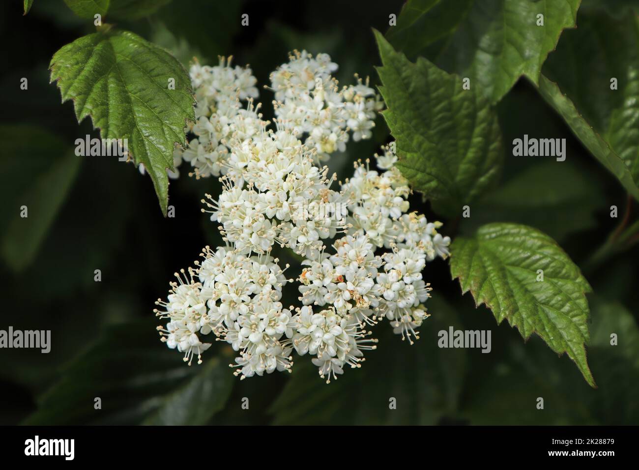 Weiße Blütenstände auf einem Autumn Jazz Viburnum Stockfoto