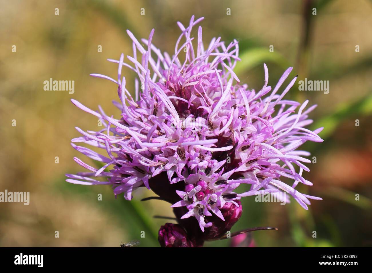 Makro der rosa Blütenblätter auf einer Gayflower im Sommer Stockfoto