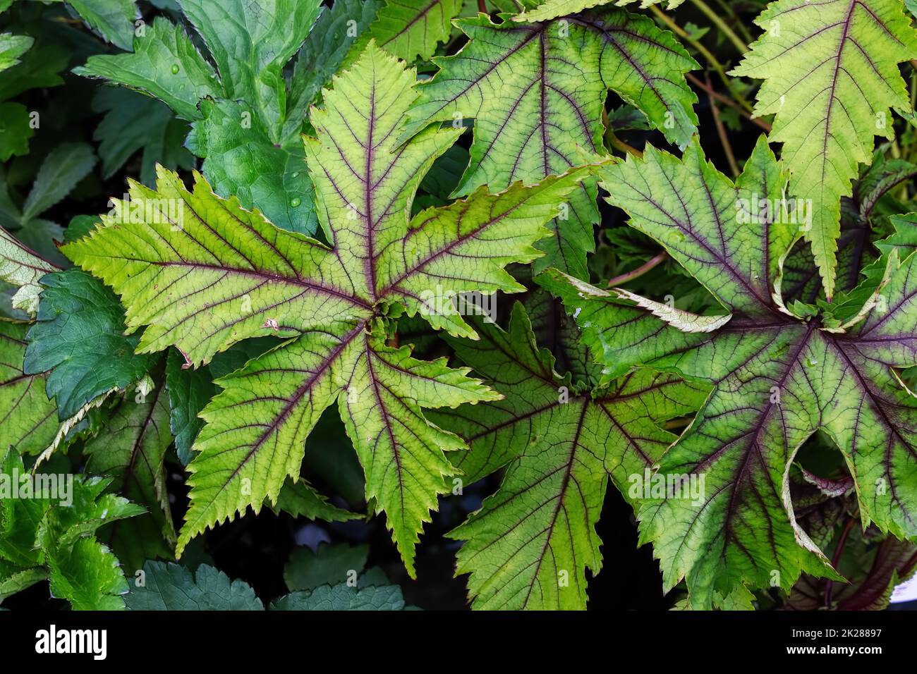 Nahaufnahme der grünen und violetten Blätter einer Dropwürzepflanze Stockfoto