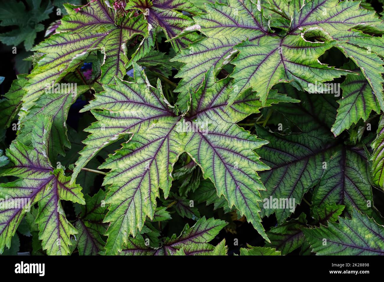 Nahaufnahme der grünen und violetten Blätter einer Dropwürzepflanze Stockfoto