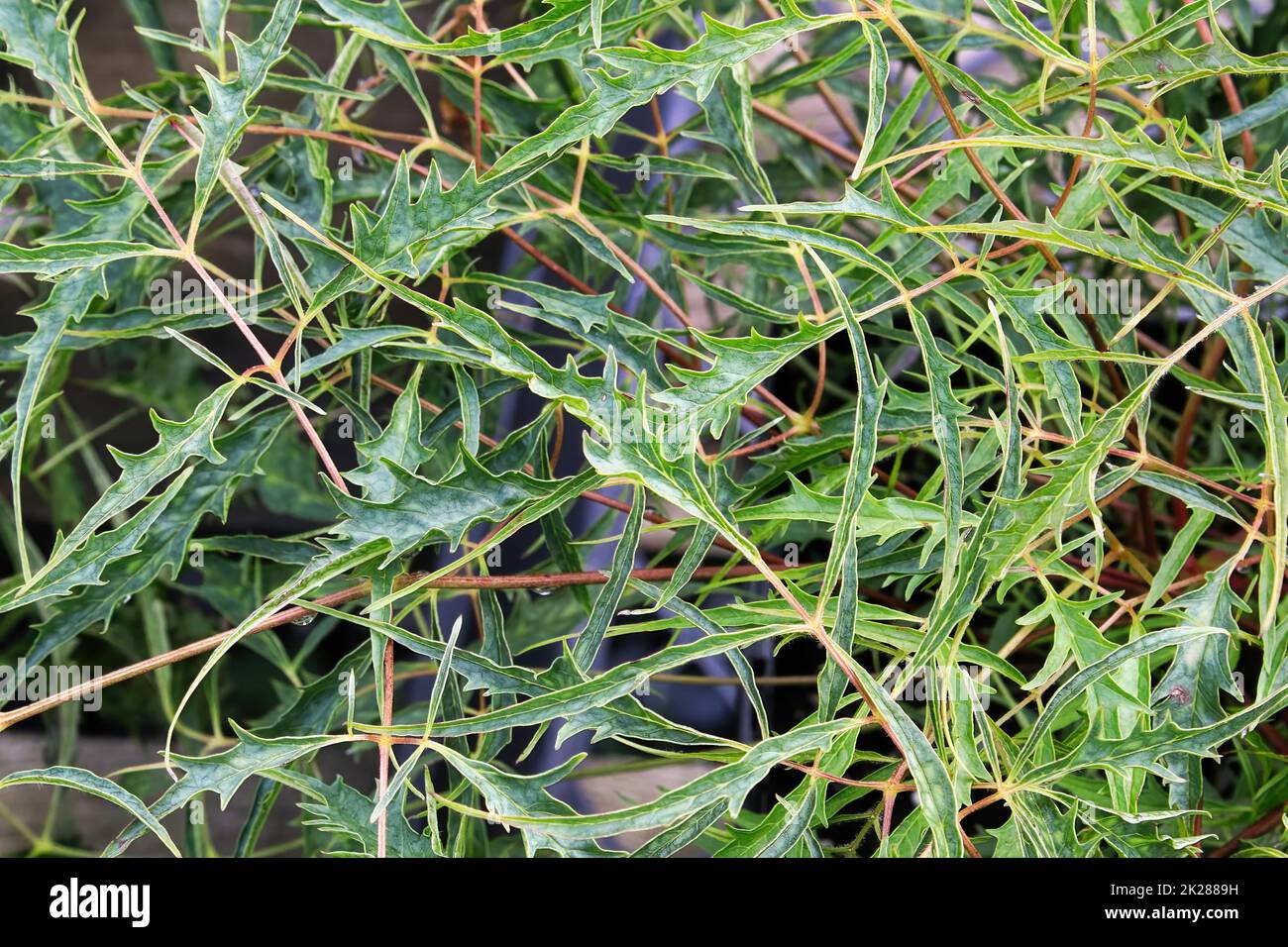 Das stachelige Laub auf einer Ziegenbart-Pflanze im Frühjahr Stockfoto