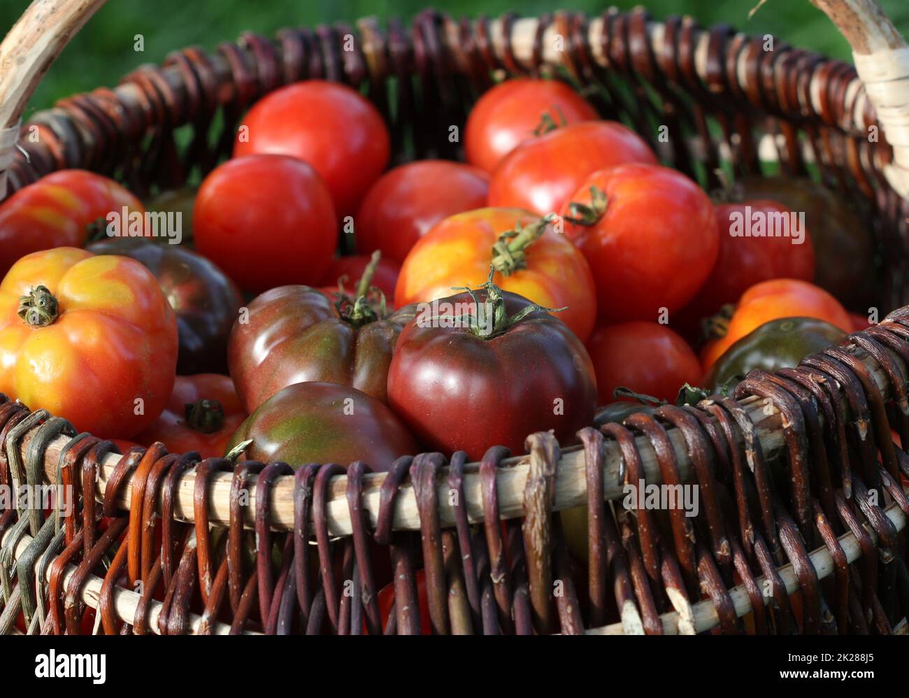 Verschiedene Heirloom Tomaten in Körben auf rustikalen Tisch. Bunte Tomaten - rot, gelb, orange. Ernte Gemüse kochen Konzeption. Volle Korb von tometoes Stockfoto