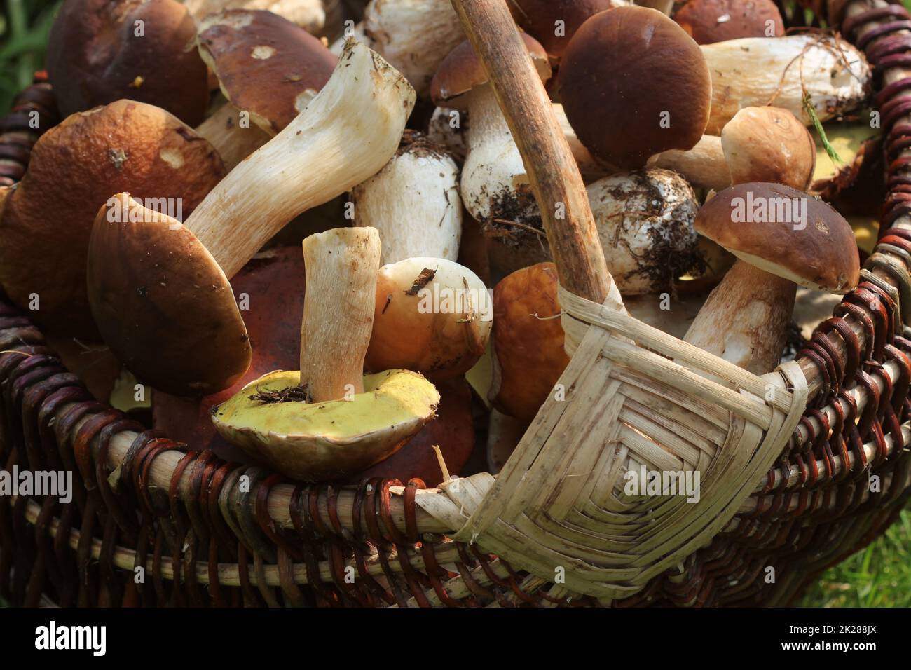 Korb voller Frische Steinpilze Pilze im Wald Stockfoto
