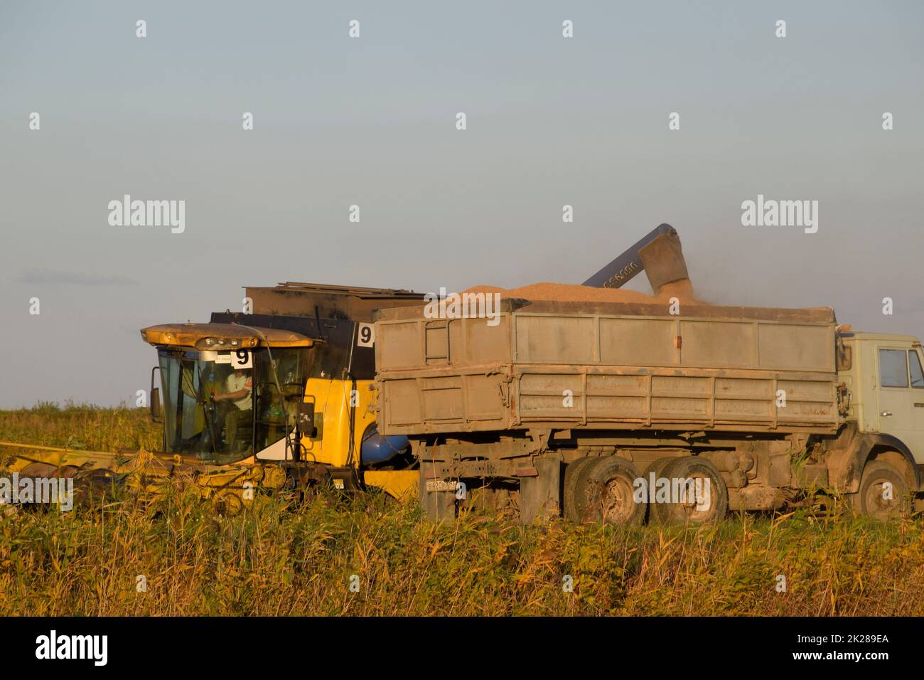 Der Mähdrescher gießt Getreide in einen Lkw. Reisernte Stockfoto