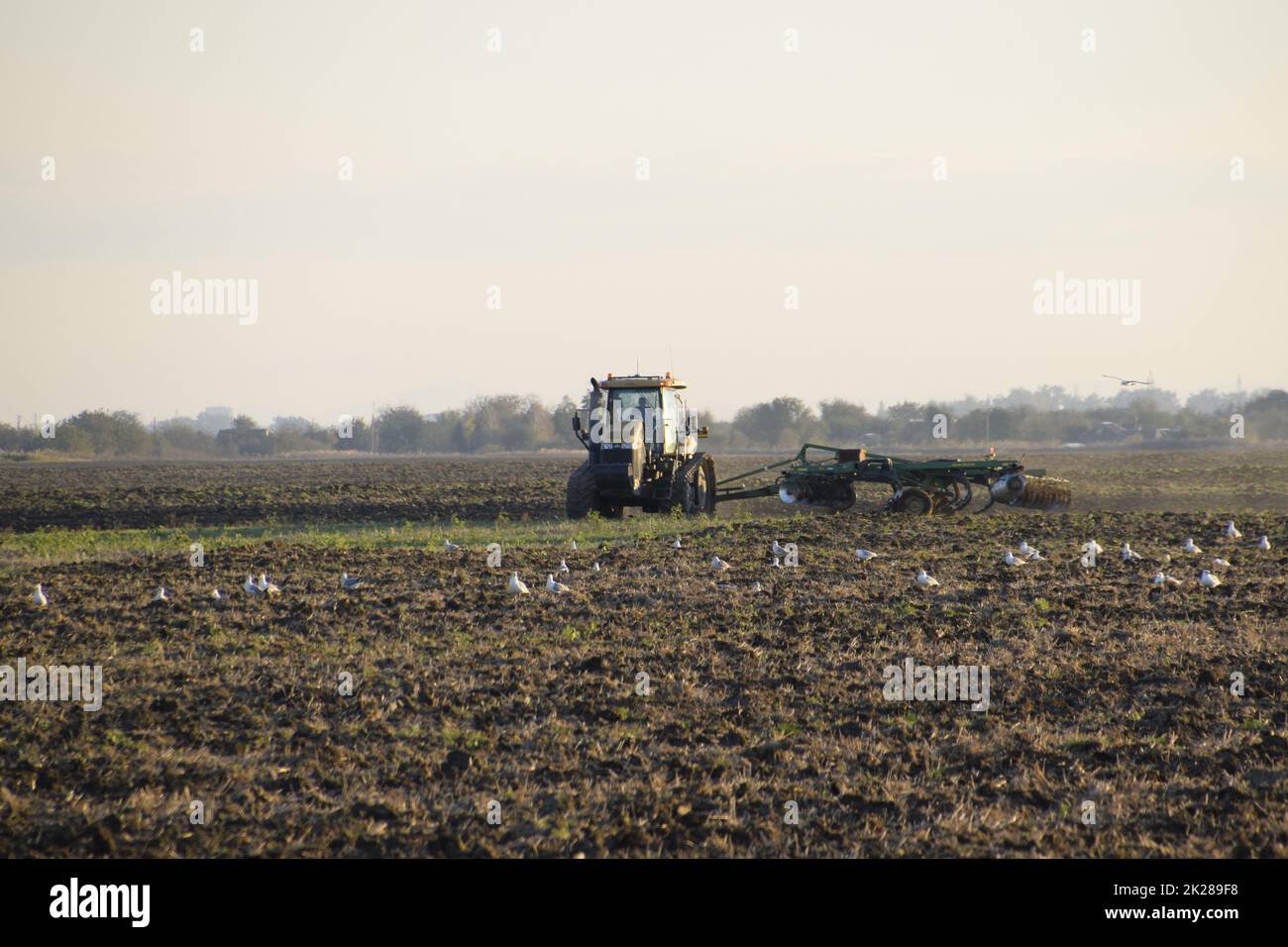 Traktor pflügen das Feld. Bodenbearbeitung im Herbst nach der Ernte. Das Ende der Saison Stockfoto