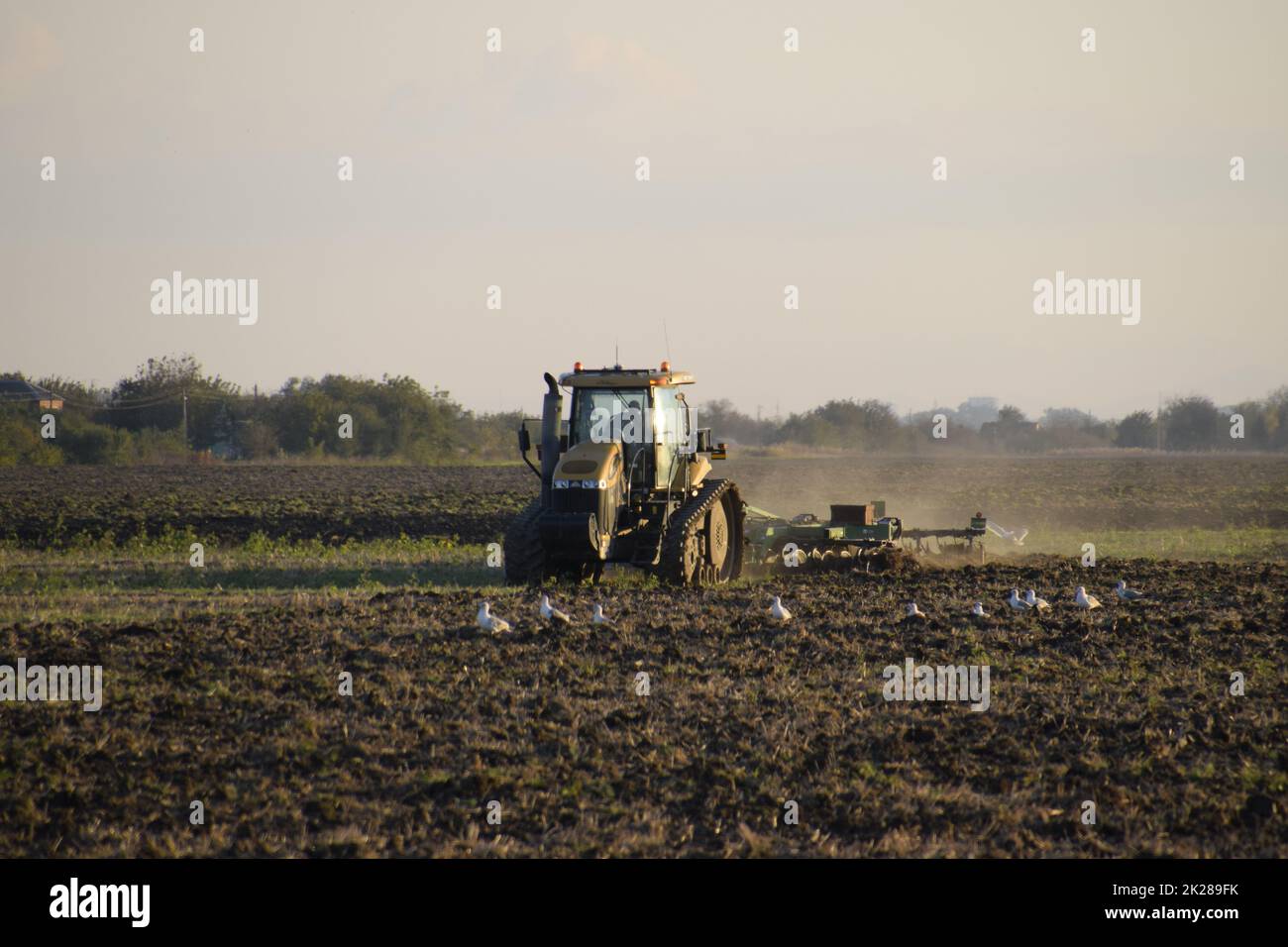 Traktor pflügen das Feld. Bodenbearbeitung im Herbst nach der Ernte. Das Ende der Saison Stockfoto