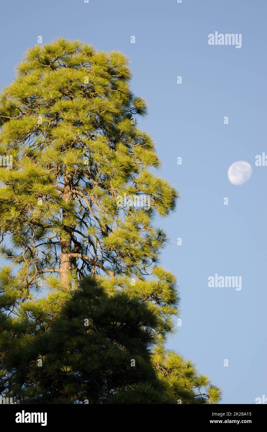 Kanarische Insel Kiefer und schwindender Gibbous Mond. Stockfoto