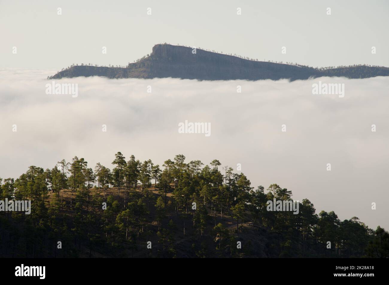 Wald, Wolkenmeer und Morro de Santiago. Stockfoto