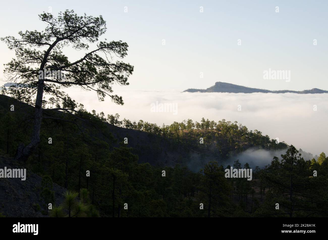 Wald, Wolkenmeer und Morro de Santiago. Stockfoto