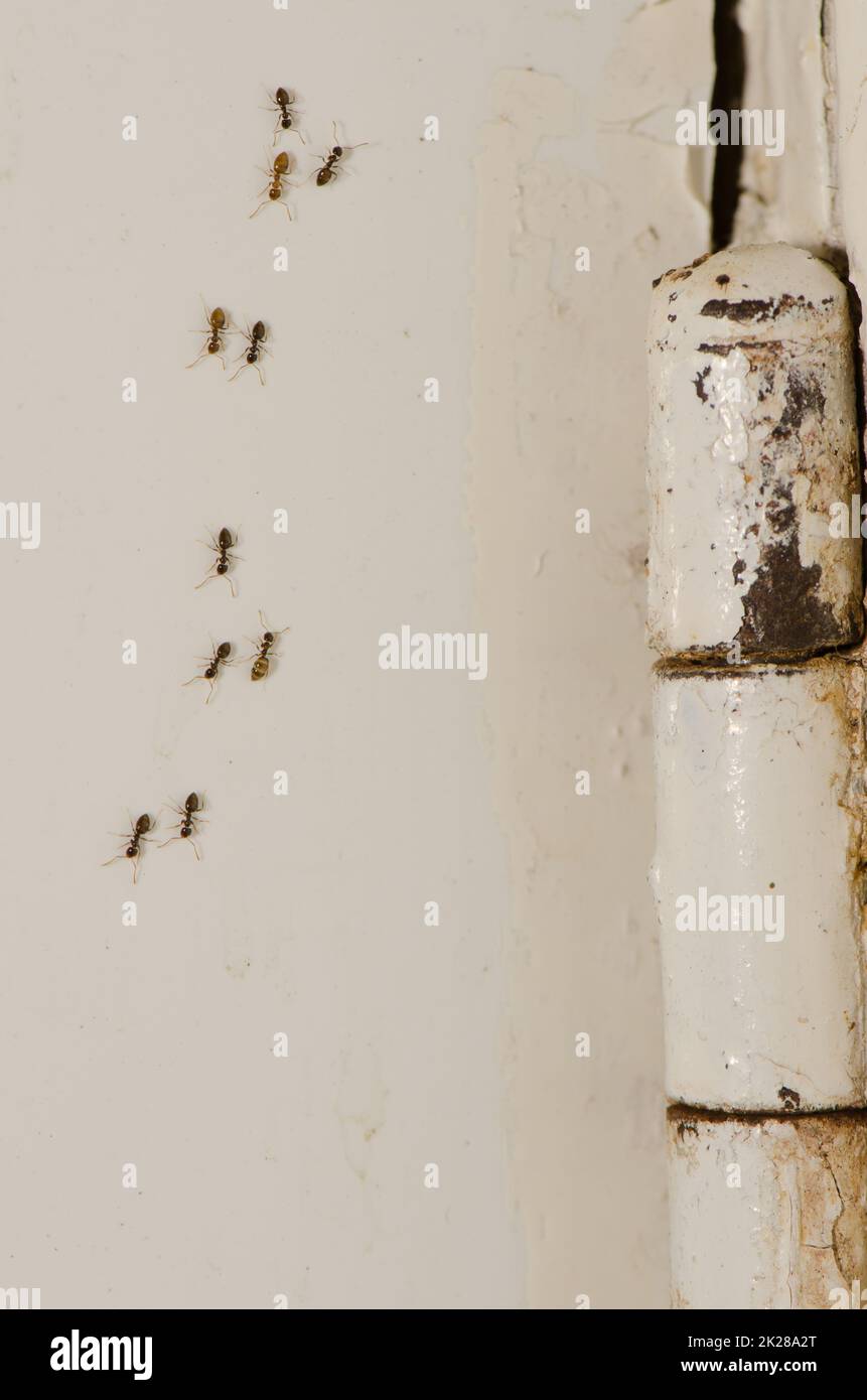 Argentinische Ameisen gehen an einer Wand neben einem Türscharnier entlang. Stockfoto