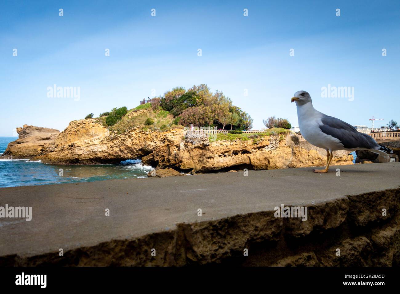 Felsen von Basta und Möwen in biarritz Stockfoto
