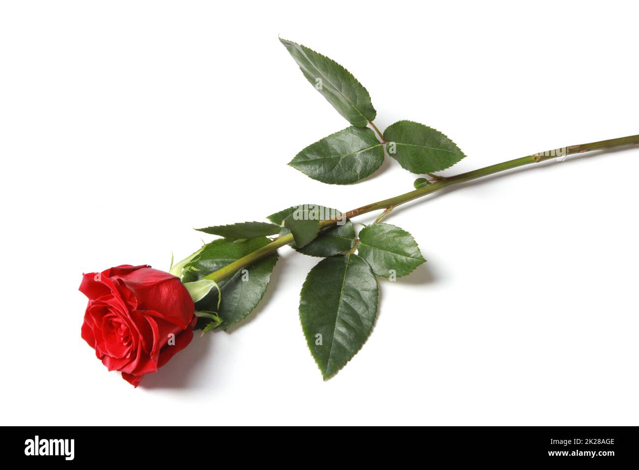 Schöne rote Rose. Gratulationshintergrund vom Valentinstag Stockfoto