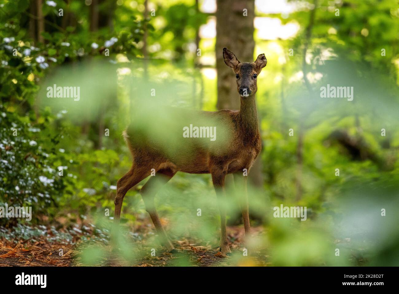 Einsames wildes Reh (Capreolus capreolus), das durch Blätter in einem Wald die Kamera anschaut, West Yorkshire, England, Großbritannien Stockfoto