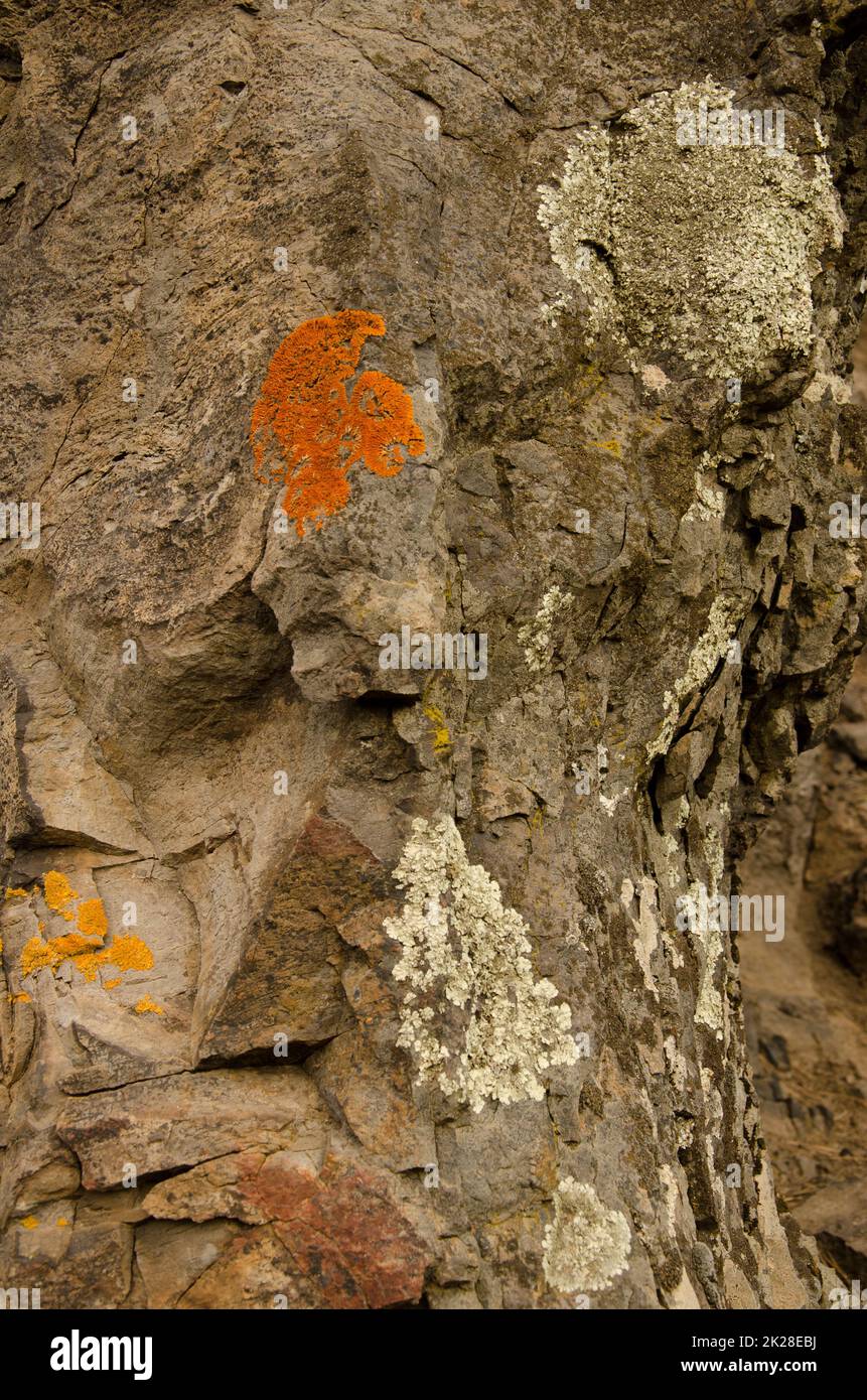 Flechten auf einer felsigen Klippe. Stockfoto