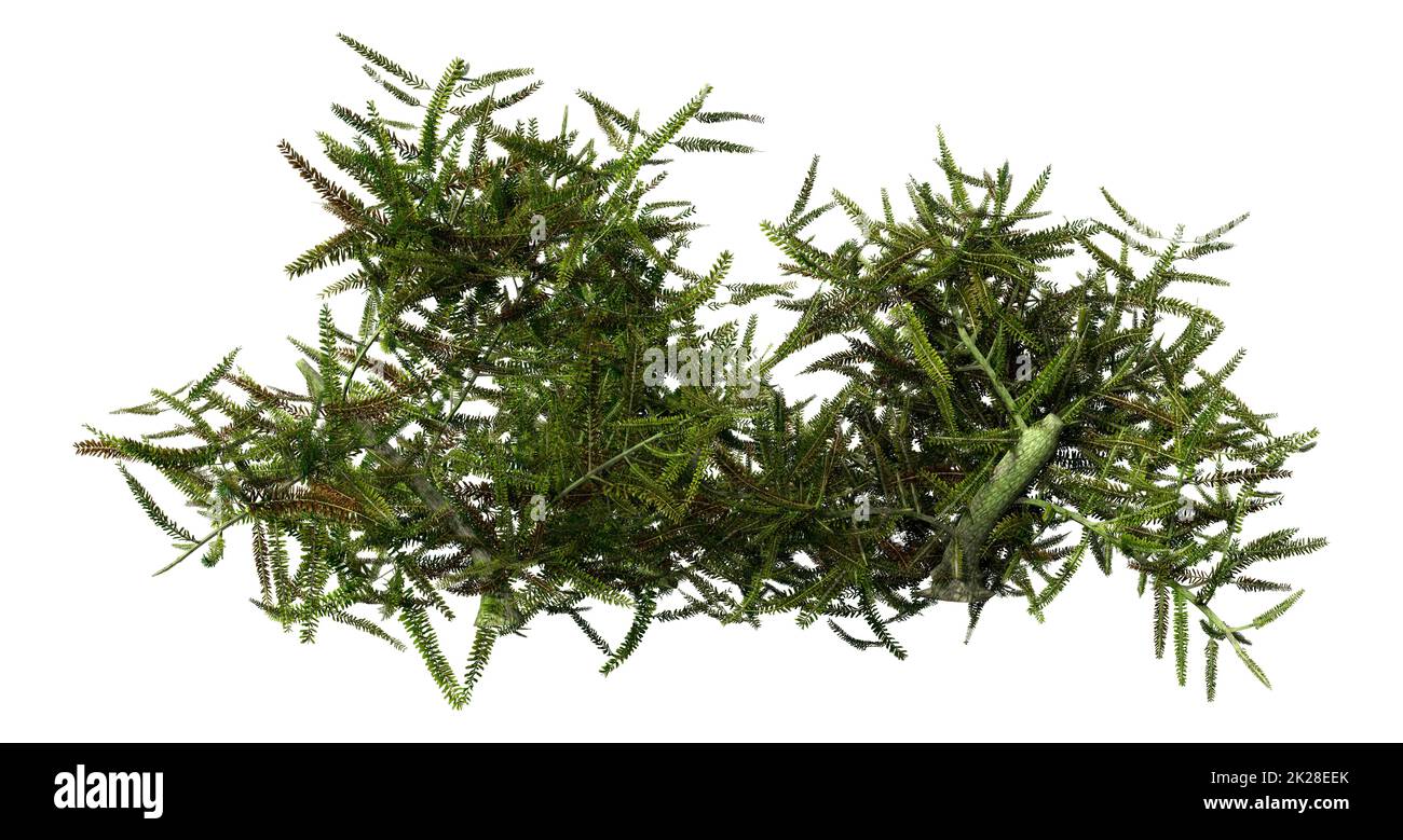 3D-Rendering von Heather Plant auf Weiß Stockfoto