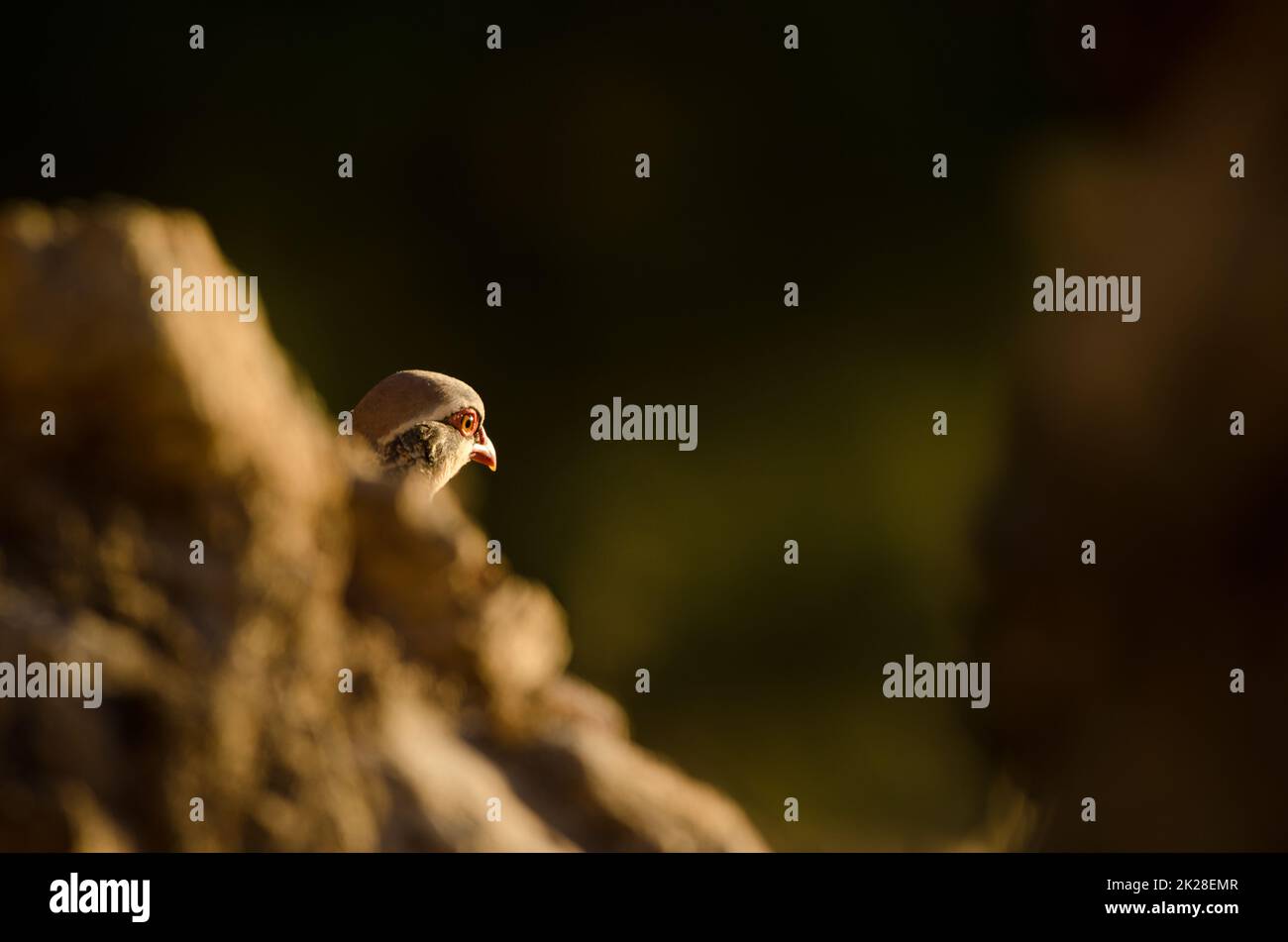 Kopf des Rotbein-Rebhuhn hinter einem Felsen. Stockfoto