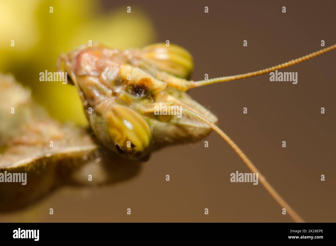 Die ägyptische Blumenmantis Blepharopsis mendica. Stockfoto