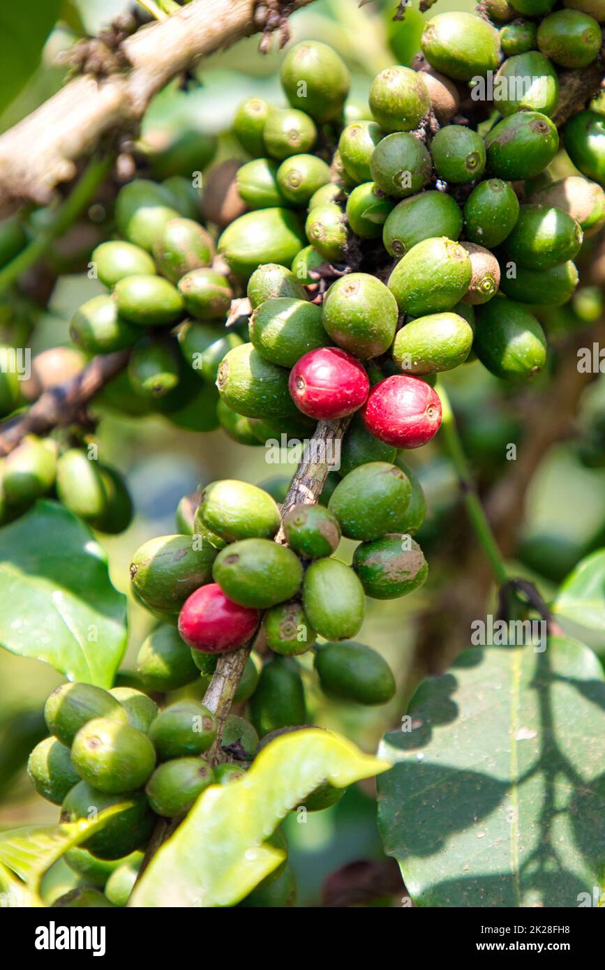 Die ersten Kaffeefrüchte reifen auf der Pflanze. Stockfoto