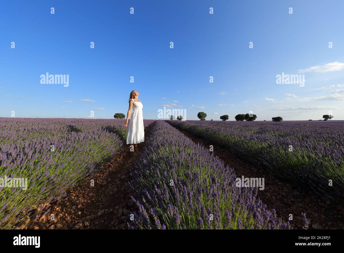Eine Frau in weißem Kleid atmet in einem Lavendelfeld Stockfoto