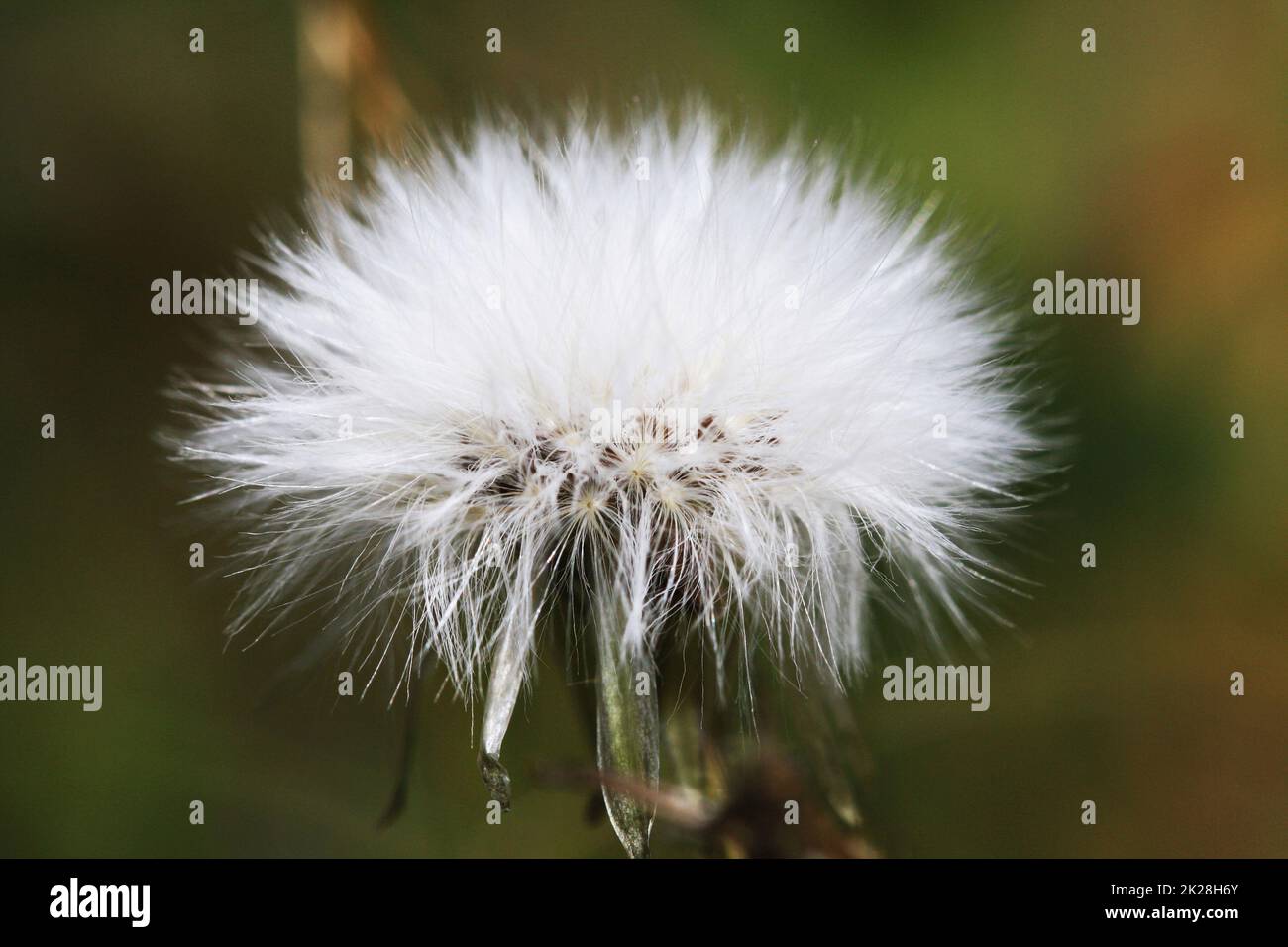 Hedypnois rhagadioloides Stockfoto