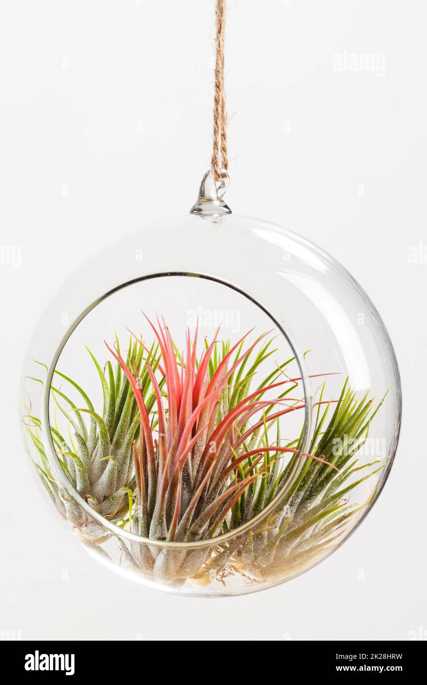 Tilandsia ionantha Airplants hängen in Glasterrarium auf weißem Hintergrund Stockfoto