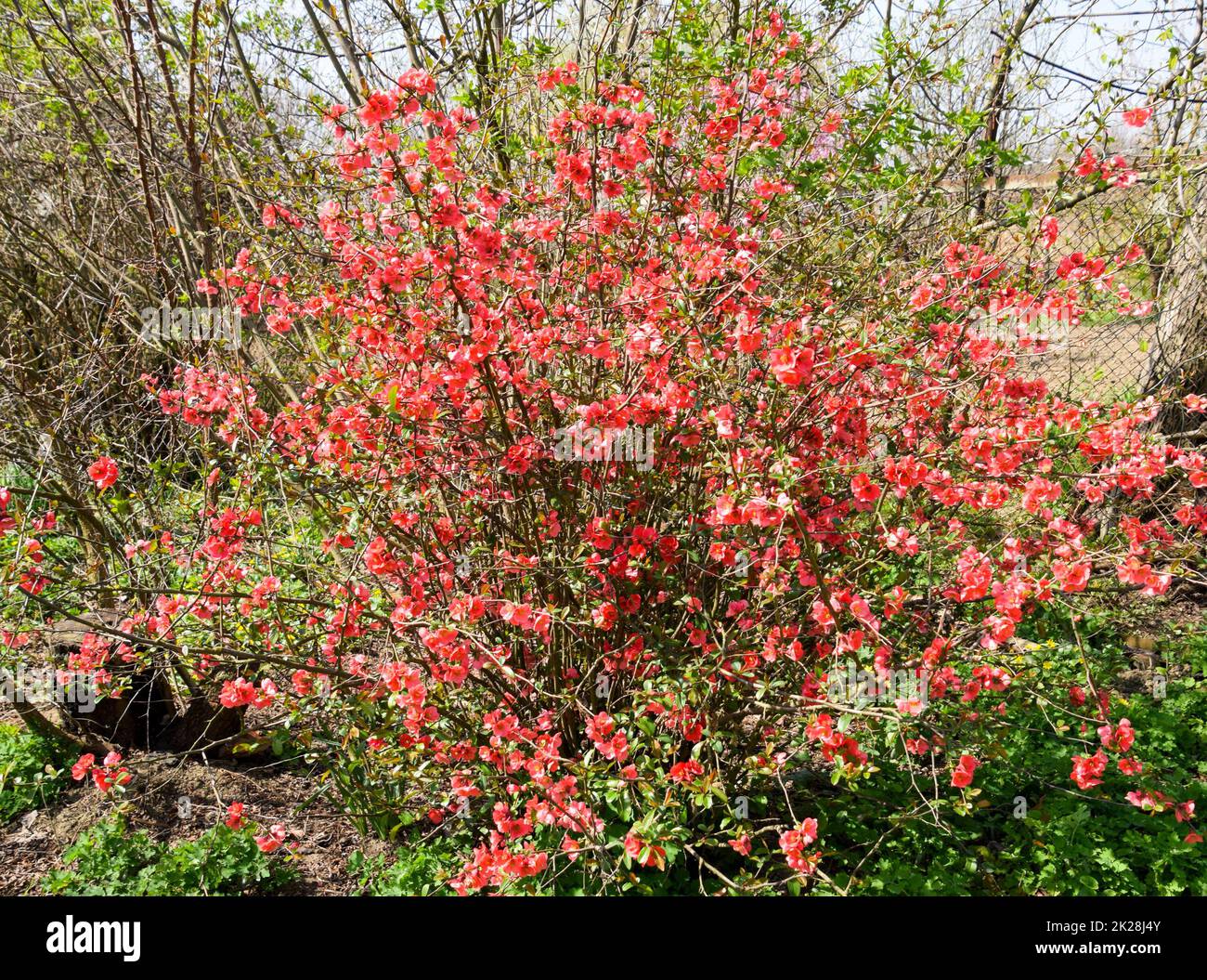 Busch mit rosa Blumen. Blühende Sträucher im Frühling. Stockfoto