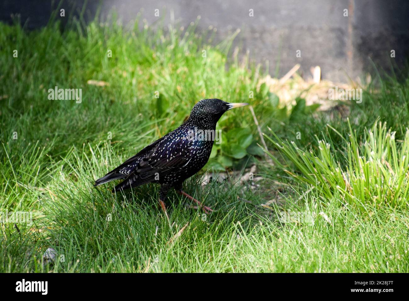 Stare Spaziergang auf dem Rasen Stockfoto